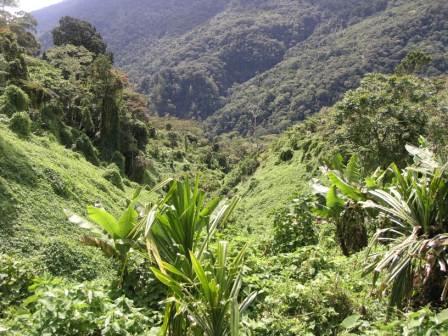 The thick jungle of the Black Cat Trail is more challenging to trek through than the Kokoda Track